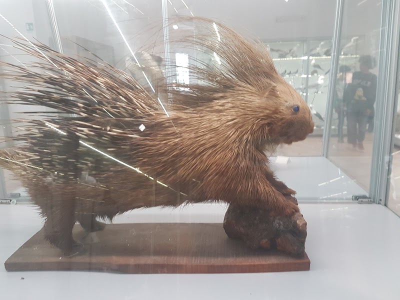 Torre dell'Orso – Museo di Storia Naturale del Salento